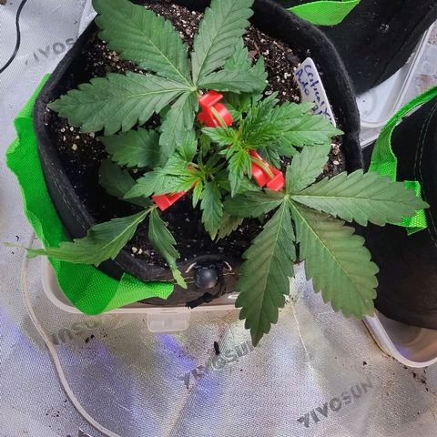 3x Critical Auto growlog photo: Random pics of them