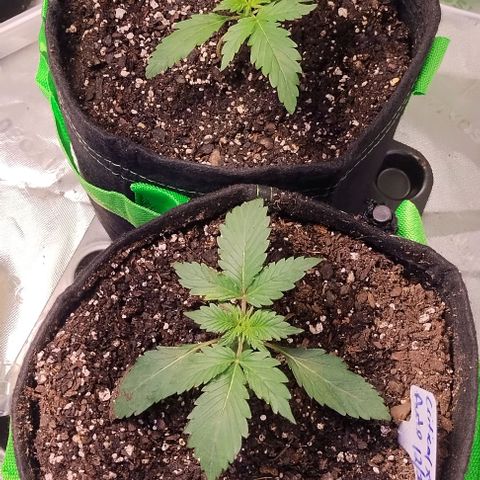 3x Critical Auto growlog photo: Random pics of them