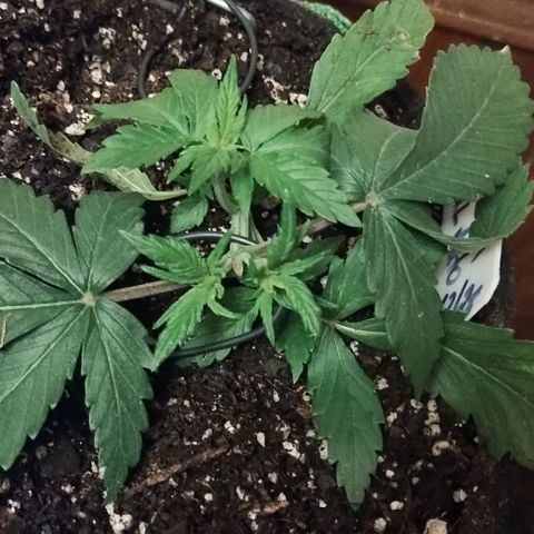 3x Critical Auto growlog photo: Random pics of them