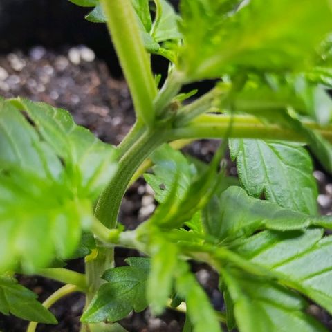3x Critical Auto growlog timeline photo