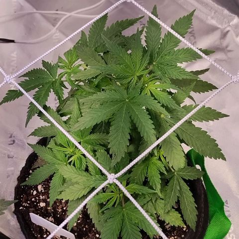 3x Critical Auto growlog timeline photo