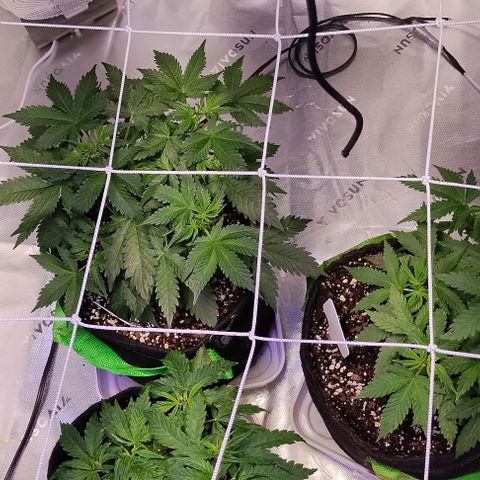 3x Critical Auto growlog timeline photo
