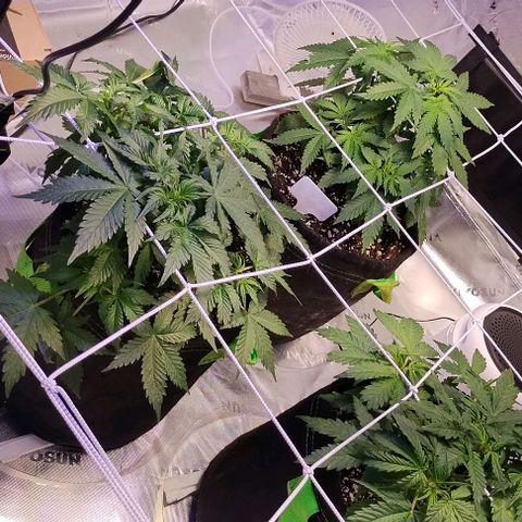 3x Critical Auto growlog photo: Budsites