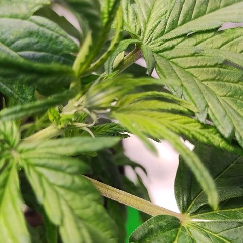 3x Critical Auto growlog photo: Budsites