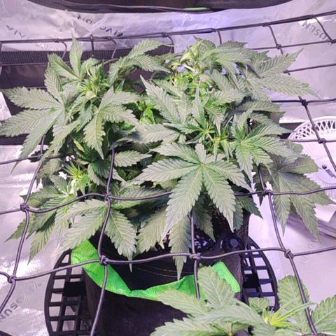 3x Critical Auto growlog timeline photo