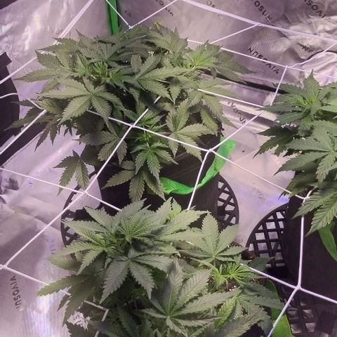 3x Critical Auto growlog timeline photo