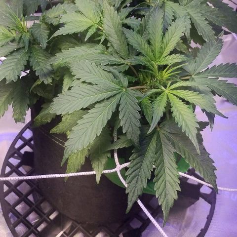 3x Critical Auto growlog timeline photo