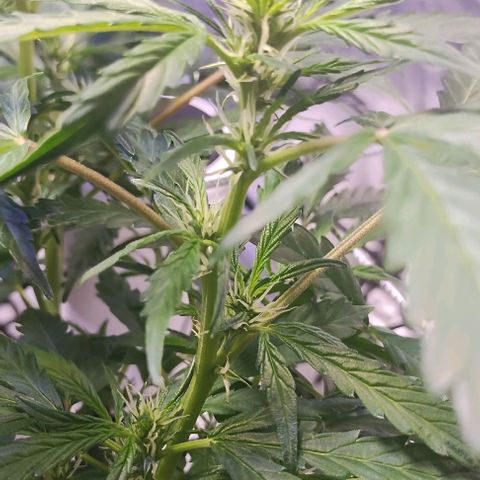 3x Critical Auto growlog timeline photo