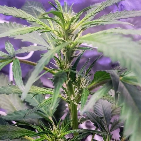 3x Critical Auto growlog timeline photo