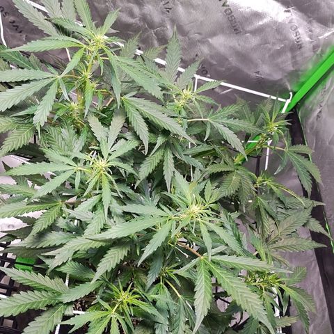 3x Critical Auto growlog timeline photo