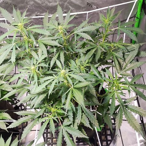 3x Critical Auto growlog timeline photo