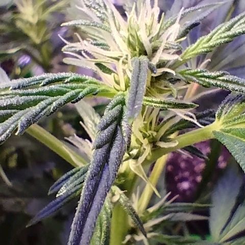 3x Critical Auto growlog timeline photo