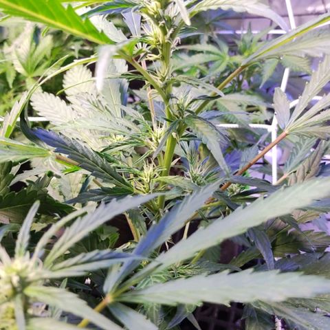 3x Critical Auto growlog timeline photo