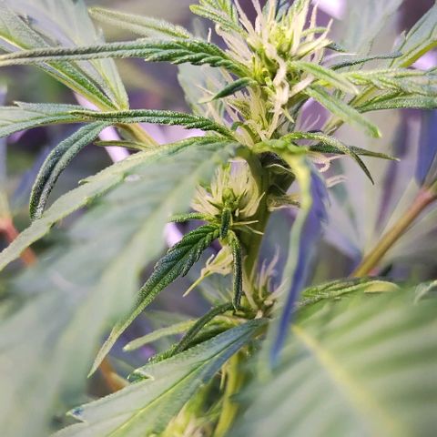 3x Critical Auto growlog timeline photo