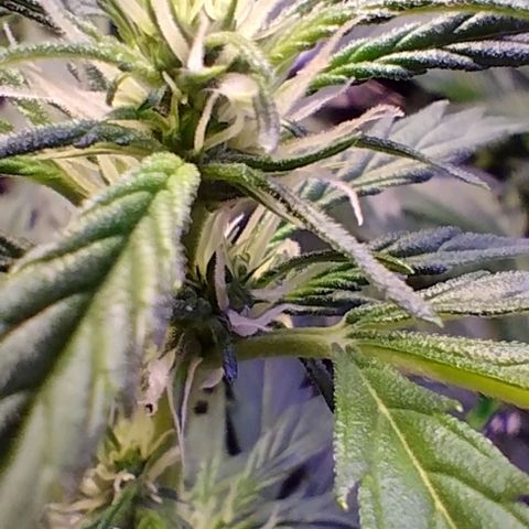 3x Critical Auto growlog timeline photo