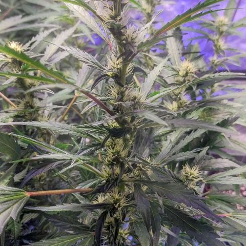 3x Critical Auto growlog timeline photo