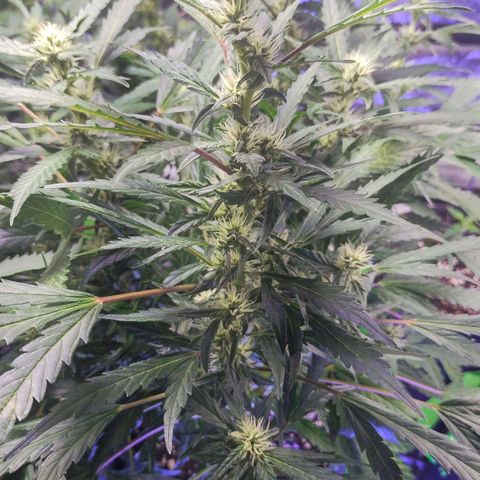 3x Critical Auto growlog timeline photo