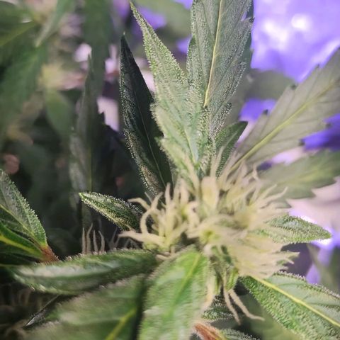 3x Critical Auto growlog timeline photo