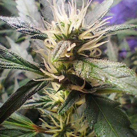3x Critical Auto growlog timeline photo