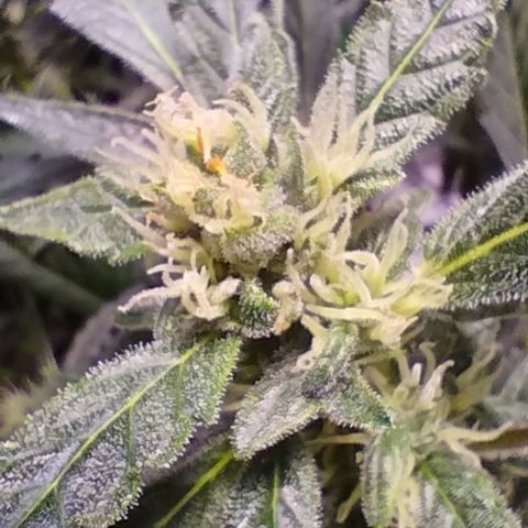 3x Critical Auto growlog timeline photo