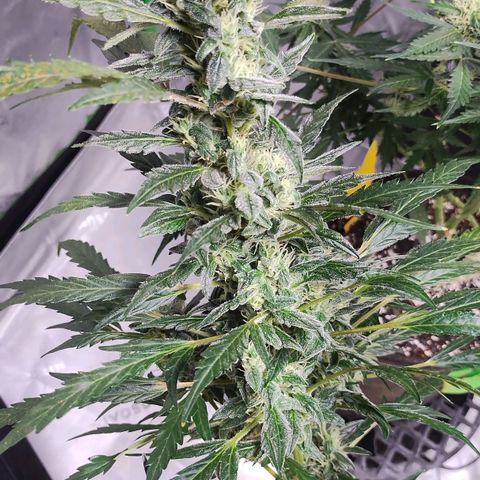 3x Critical Auto growlog timeline photo