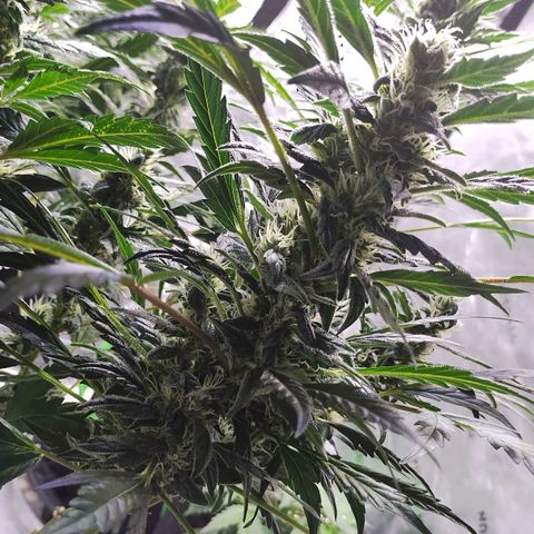 3x Critical Auto growlog timeline photo