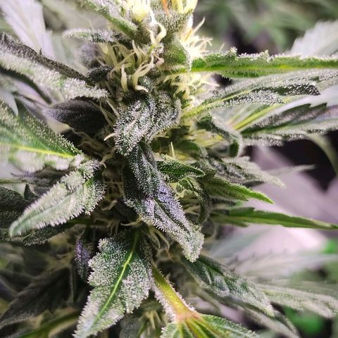 3x Critical Auto growlog timeline photo