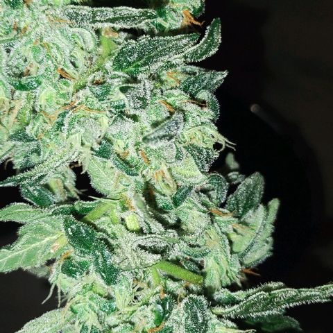 3x Critical Auto growlog timeline photo