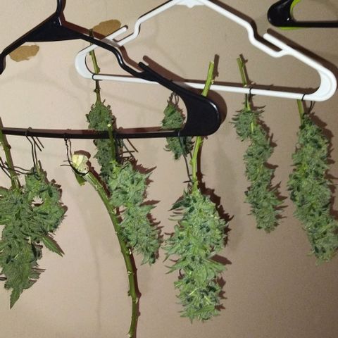 3x Critical Auto growlog timeline photo
