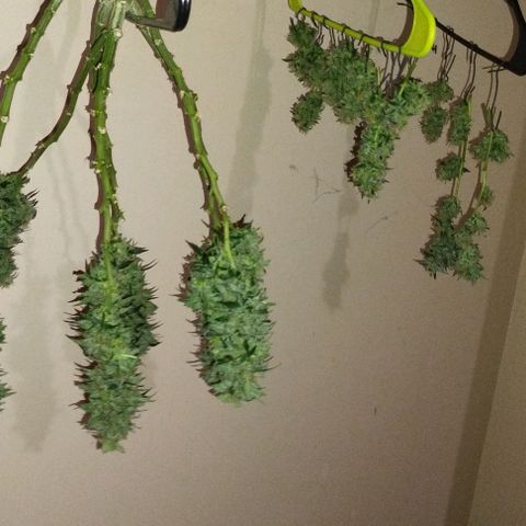 3x Critical Auto growlog timeline photo