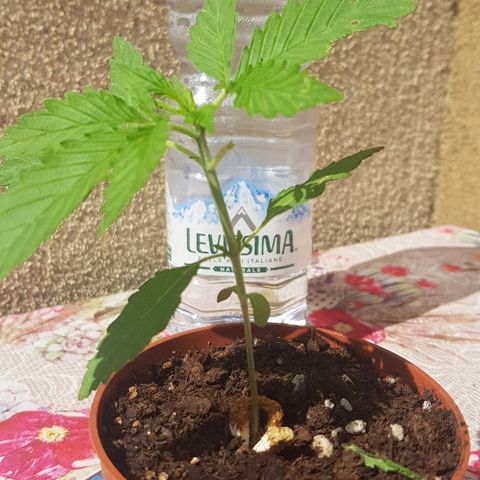 Great White Shark growlog timeline photo
