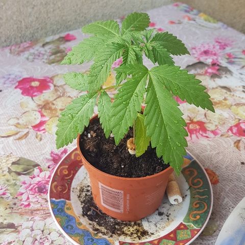 Great White Shark growlog timeline photo
