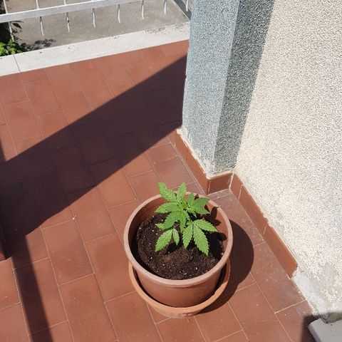 Great White Shark growlog timeline photo