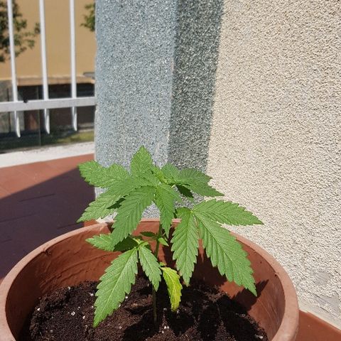 Great White Shark growlog timeline photo