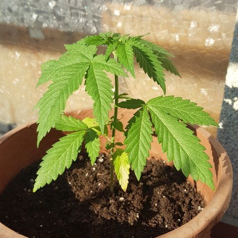 Great White Shark growlog timeline photo