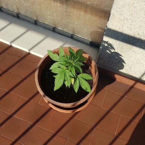 Great White Shark growlog timeline photo