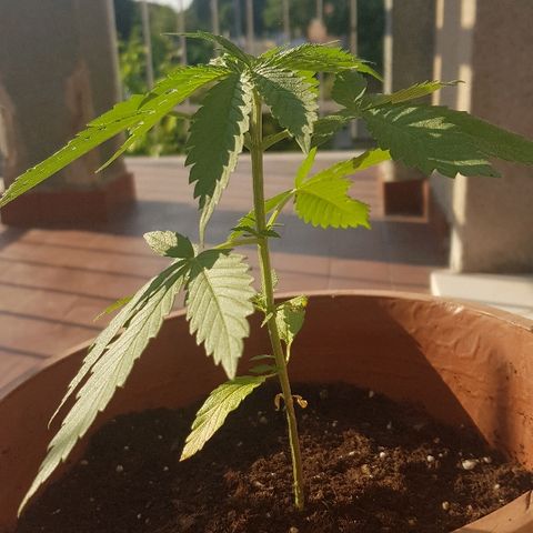 Great White Shark growlog timeline photo