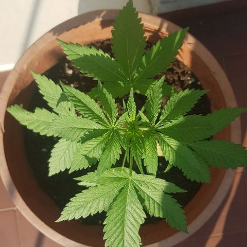 Great White Shark growlog timeline photo