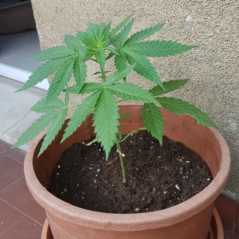 Great White Shark growlog timeline photo