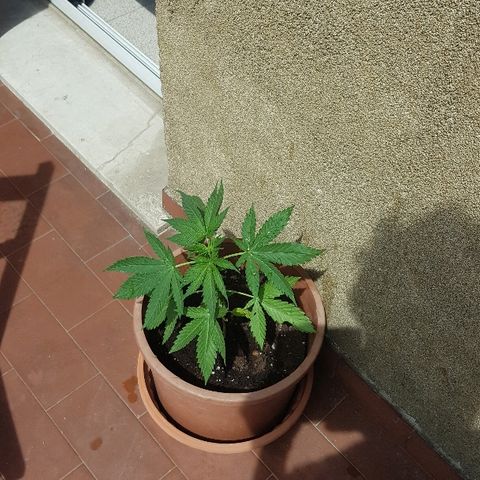 Great White Shark growlog timeline photo