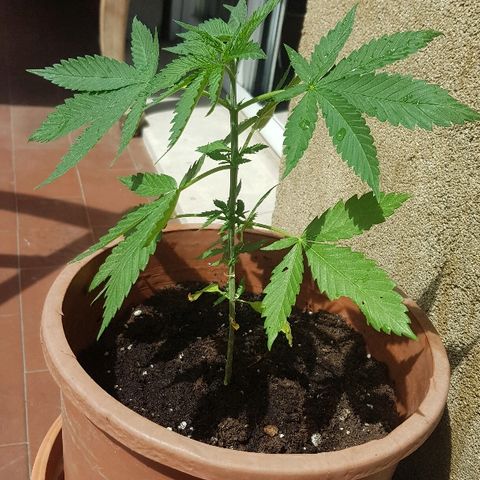 Great White Shark growlog timeline photo