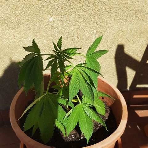 Great White Shark growlog timeline photo