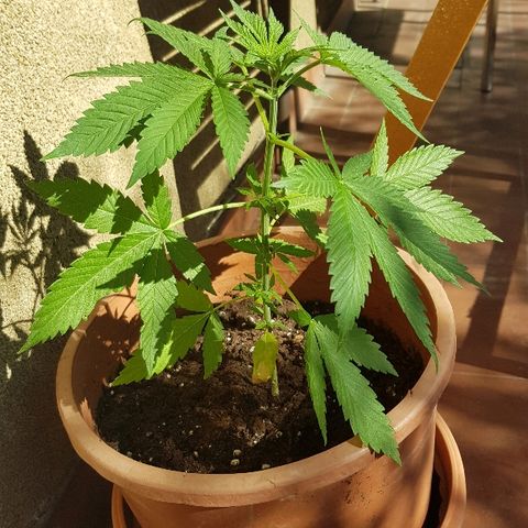 Great White Shark growlog timeline photo