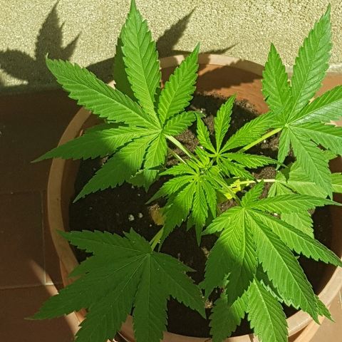 Great White Shark growlog timeline photo