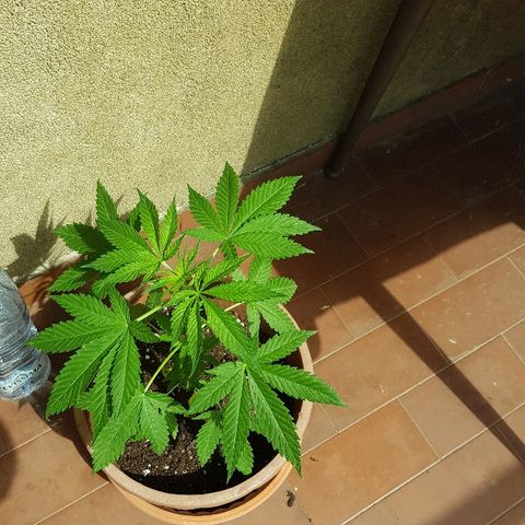 Great White Shark growlog timeline photo