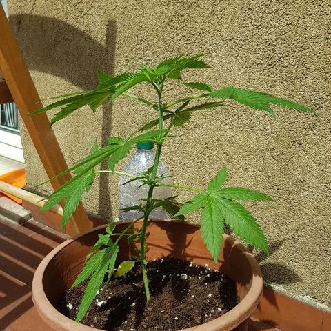 Great White Shark growlog timeline photo