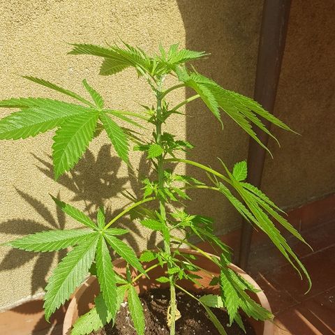 Great White Shark growlog timeline photo