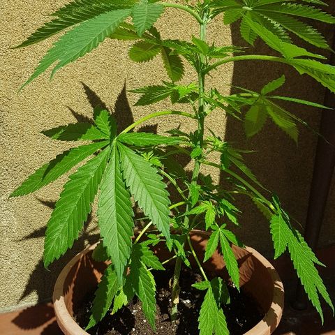 Great White Shark growlog timeline photo