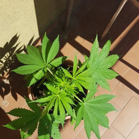 Great White Shark growlog timeline photo