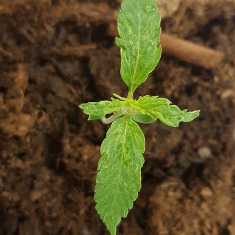 Sweet Mango Automatic growlog timeline photo